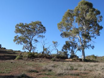341_aroona_hs_and_walk_to_lookout_img_3840.jpg