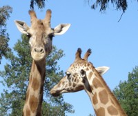 tn_giraffes.jpg