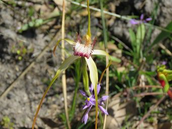 341_caladenia_hybrid_red_tipped_spider_orchid_img_2706.jpg