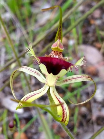 455_caladenia_x_hypata_southern_forest_spider_115533a.jpg