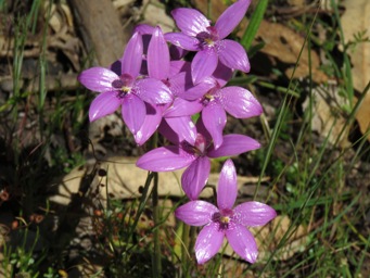 Elythranthera emarginata, Pink Enamel Orchid, Western Australia 341_elythranthera_emarginata_img_1764.jpg