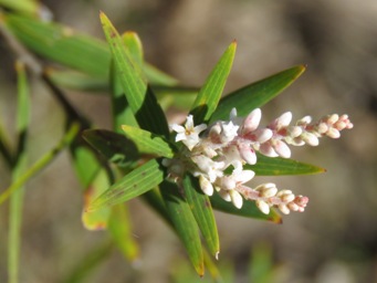 341xleucopogon_australis_img_4464c.jpg