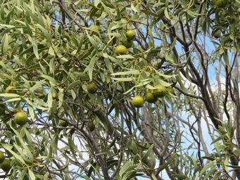 341_santalum_acuminatum_m_img_8490.jpg