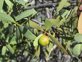341_santalum_spicatum_img_0247.jpg