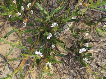 341_scaevola_repens_lancelin_dscf0017b.jpg