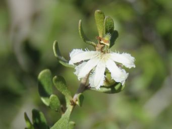 341_scaevola_spinescens_img_0055c.jpg