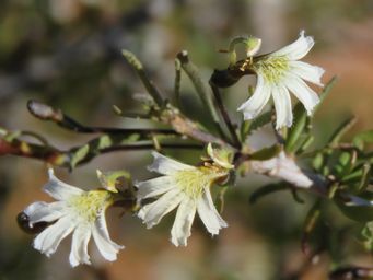 341_scaevola_spinescens_img_0968c.jpg