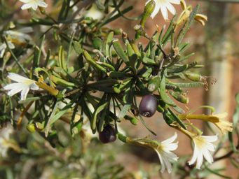 341_scaevola_spinescens_img_1161c.jpg