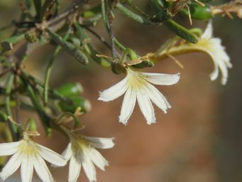 341_scaevola_spinescens_img_1163.jpg