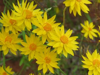 341_schoenia_filifolia_bowgada_img_2120.jpg