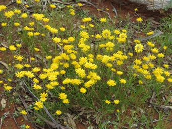 341_schoenia_filifolia_img_2118.jpg