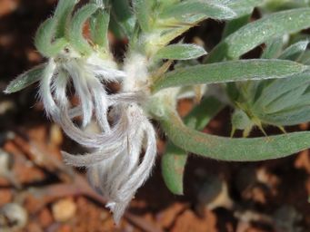 341_sclerolaena_diacantha_img_1223c.jpg