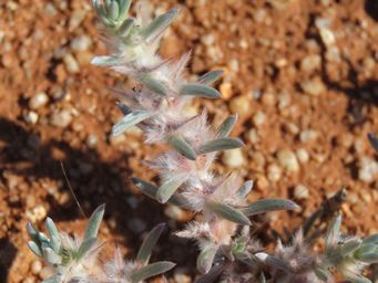341_sclerolaena_eriacantha_img_0942.jpg