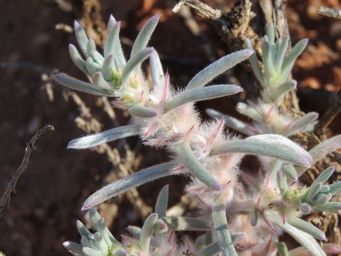341_sclerolaena_eriacantha_img_1055.jpg