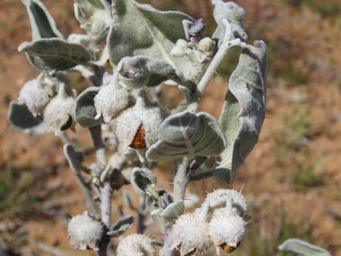341_solanum_lasiophyllum_img_0263.jpg