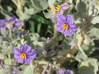 341_solanum_lasiophyllum_img_2327c.jpg