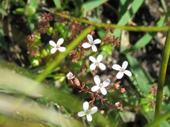 341_stylidium_pulchellumthumbelina_triggerplant_img_2781c.jpg