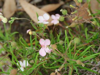 341_stylidium_scandens_climbing_triggerplant_img_3444.jpg