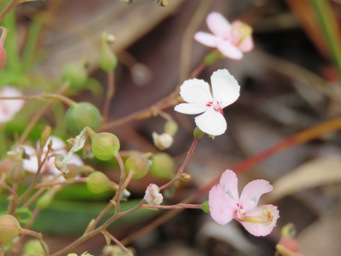 341_stylidium_scandens_img_3753c.jpg