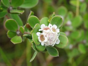 341_taxandria_marginata_img_1258c.jpg