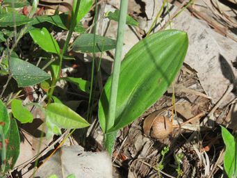 341_thelymitra_villosa_img_3236.jpg