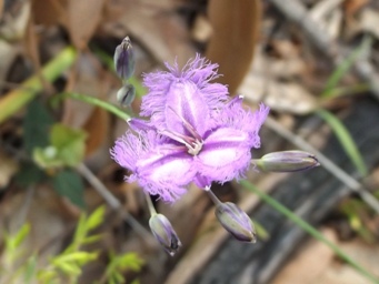 341_thysanotus_thyrsoideus_dscf8924c.jpg