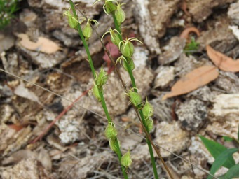 341_tripterococcus_brunonis_forming_pods_img_4707c.jpg