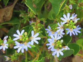341xscaevola_crassifolia_img_1084c.jpg