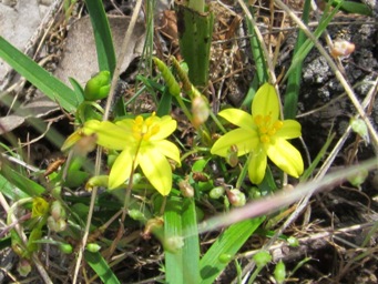 tinyyellowimg_3945.jpg