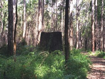 341_boorara_forest_stump__13_0037a.jpg