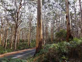 341_caves_road_boranup_forest_dscf7535.jpg