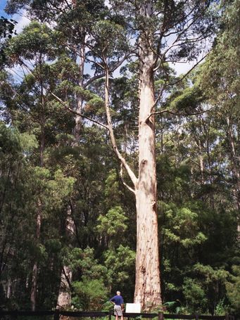 455_boorara_tree_12_0036.jpg