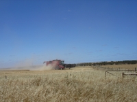 tn_eyreharvest2009.jpg
