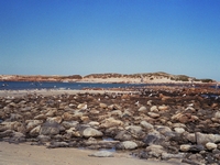 tn_lipsonrookery.jpg