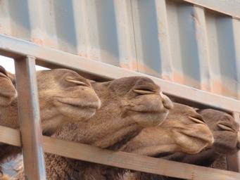 341_camels_truck_img_4105.jpg