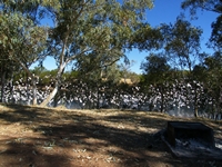 tn_12davenportcorellas.jpg