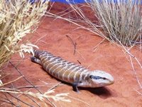 tn_aliceskink.jpg