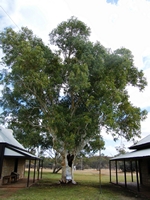 tn_astsredgum.jpg