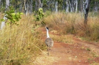 tn_bustard.jpg