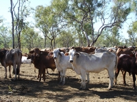 tn_charnleycattle.jpg