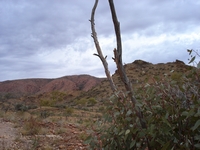 tn_corroboree5.jpg