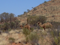 tn_gcr5camels.jpg