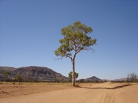 tn_gcr9beadelltree.jpg