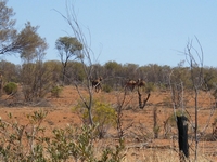 tn_gossecamels.jpg
