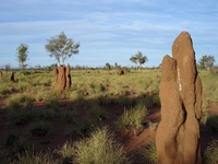 tn_granitestermites.jpg