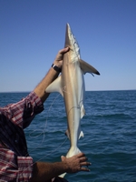 tn_kalumburureefshark.jpg