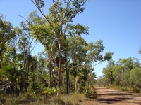 tn_kalumbururoad.jpg