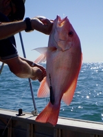 tn_kalumburusaddlebackperch.jpg