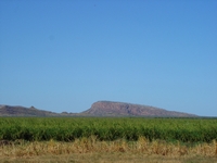 tn_oiacrops.jpg