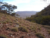 tn_ormiston8.jpg